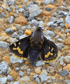 Yucca Giant-Skipper